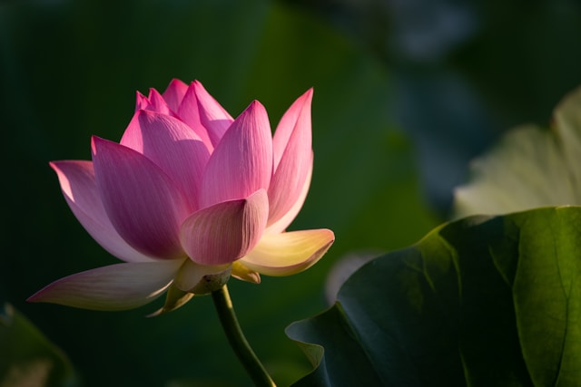 A vibrant pink lotus flower blooming amidst lush green leaves in soft natural light.