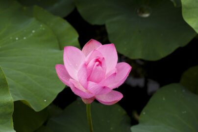 Close-up of a pink lotus flower with water droplets, surrounded by large green leaves.