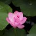 Close-up of a pink lotus flower with water droplets, surrounded by large green leaves.