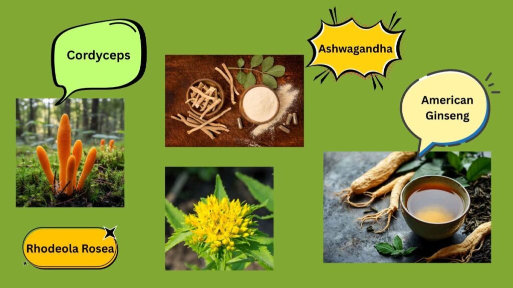 Collage showing four types of adaptogenic herbs: Cordyceps mushrooms growing in a forest, Ashwagandha roots and powder on a wooden surface, a yellow-flowered Rhodiola Rosea plant, and a cup of tea beside American Ginseng roots.