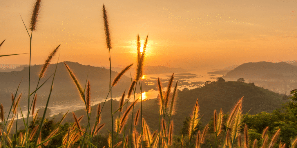 the image of sunrise from a corn field